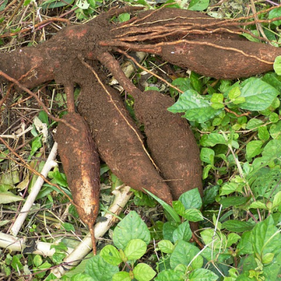 manioc-4