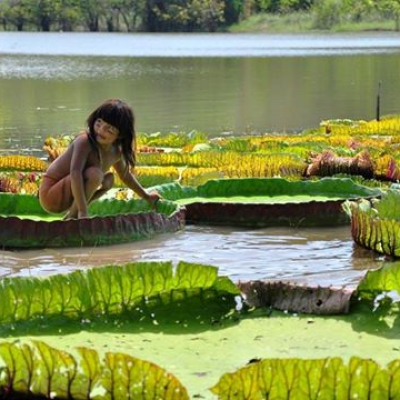 Anavilhanas et lac January