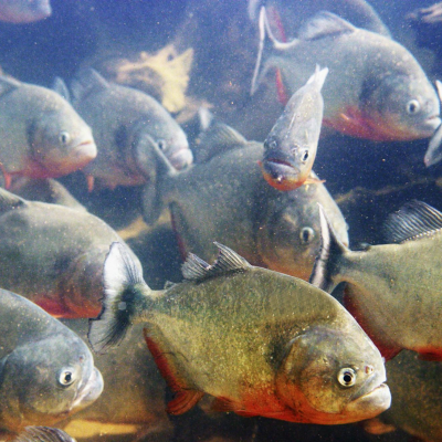 Les Piranhas et les Rios